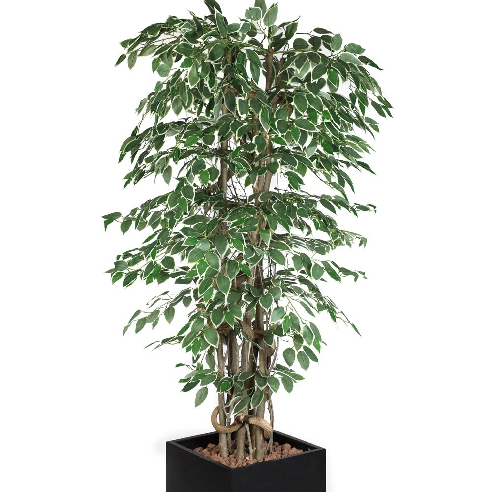Kunstpflanze "Ficus Starlight" - 210cm - mit Topf