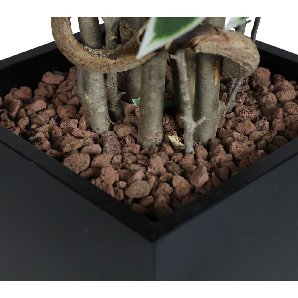 Kunstpflanze "Ficus Starlight" - 210cm - mit Topf