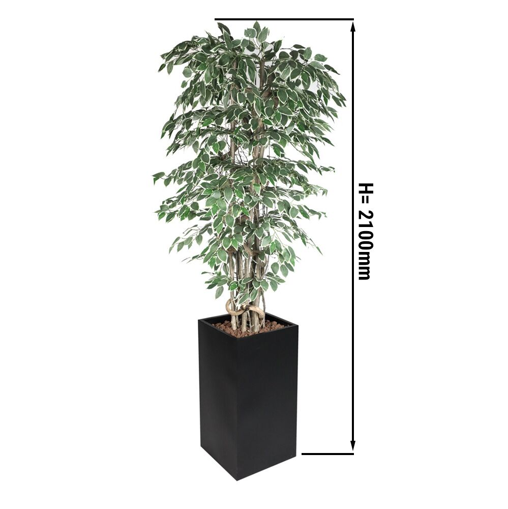 Kunstpflanze "Ficus Starlight" - 210cm - mit Topf