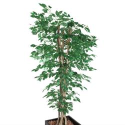 Műnövény „Ficus” - 210 cm - kaspóval - élethű levelekkel