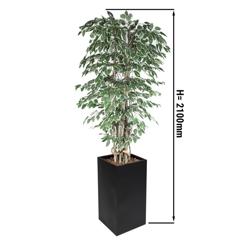 نبات صناعي "شجرة فيكس بنجامينا ستارلايت" - 210 cm - مع أصيص