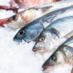 Fish Serve Over Counter - 1642x900mm