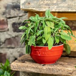 STAUB| Ceramic Bowl – Cherry Red - Ø 170 mm - Antique Glaze