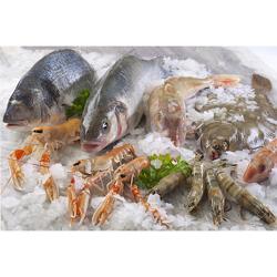 Flockeneisbereiter - 50 kg/ 24h