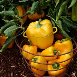 STAUB| Ceramic Cocotte Casserole Dish – Bell Pepper Shape - Yellow - 0.45 L - Made in France