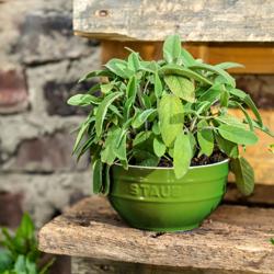 STAUB | CERAMIQUE - Bol - Ø 170mm - Cerámica - Verde albahaca