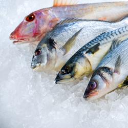 Armoire à poissons réfrigérée Inox AISI 304 - EN 600 x 400 - 560 L - avec 1 porte & 7× bacs pour poissons - -2 à +2 °C