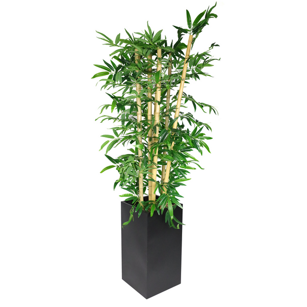 Bambu
