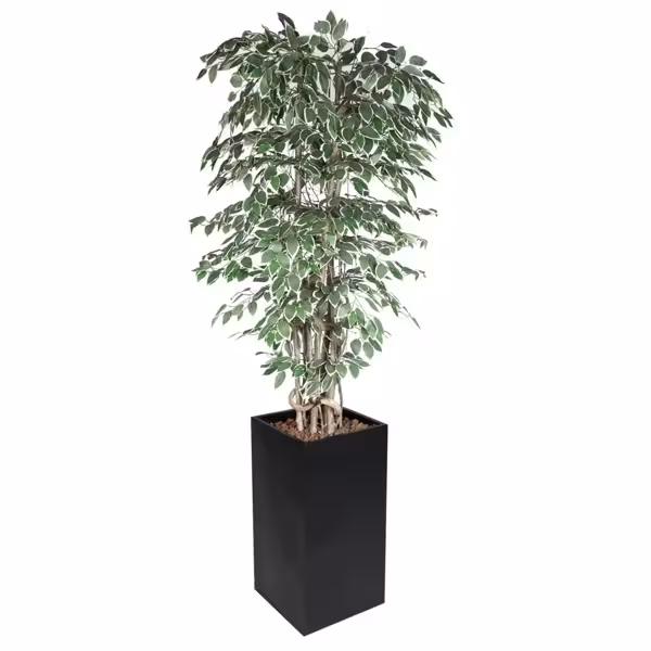 Yapay Ağaç "Ficus Starlight" - 210cm - Saksılı