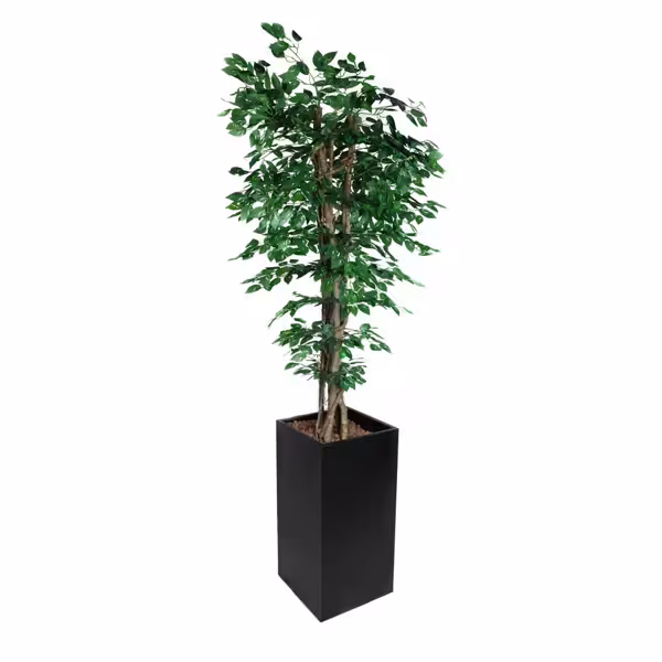 Yapay Ağaç "Ficus" - 210cm - Saksılı