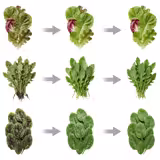 Salata / Sebze Kurutucusu - 20 L - Plastik (PP/PC) - Kırmızı